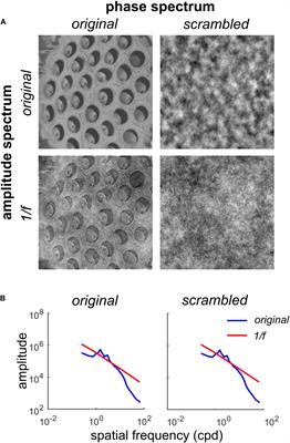 Object Clusters or Spectral Energy? Assessing the Relative Contributions of Image Phase and Amplitude Spectra to Trypophobia